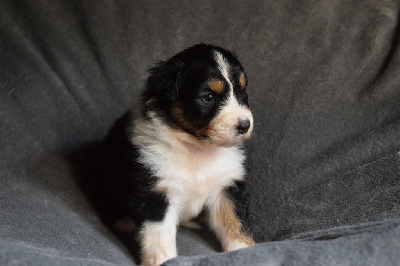 Les chiots de Berger Australien