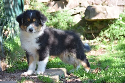 Les chiots de Berger Australien