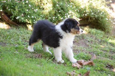 Les chiots de Berger Australien