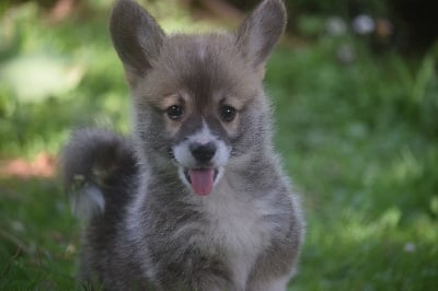 VIEWED AS CUTE SCOOBY DOO - Welsh Corgi Pembroke