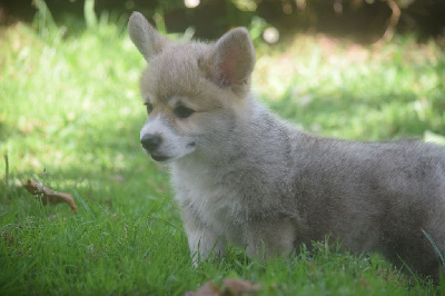 Les chiots de Welsh Corgi Pembroke