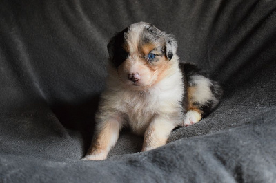 Les chiots de Berger Australien