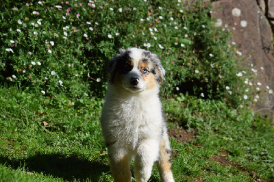 Les chiots de Berger Australien