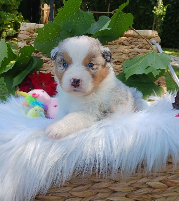 Les chiots de Berger Australien