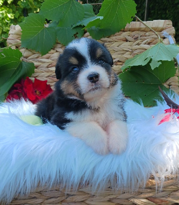 Les chiots de Berger Australien