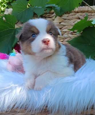 Les chiots de Berger Australien