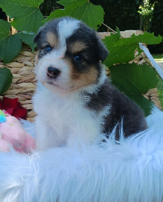 Les chiots de Berger Australien