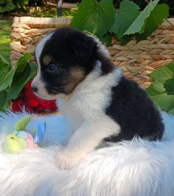 Les chiots de Berger Australien