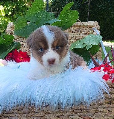 Les chiots de Berger Australien