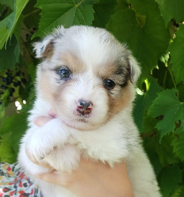 Les chiots de Berger Australien