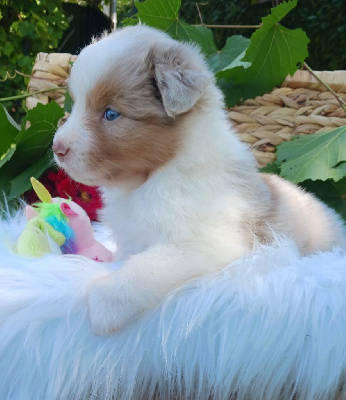 Les chiots de Berger Australien