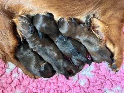 Les chiots de Teckel poil long