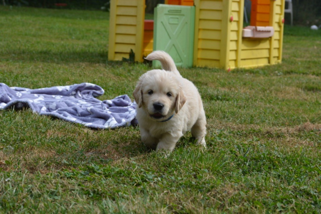 V DES FEUX D'OR collier bleu - Golden Retriever