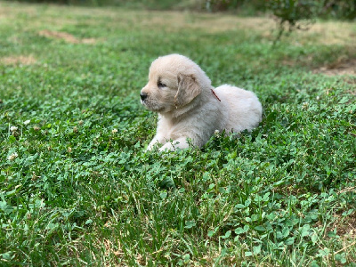 Les chiots de Golden Retriever