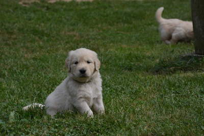 Les chiots de Golden Retriever