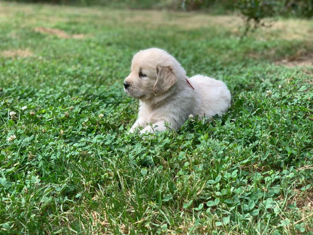 V DES FEUX D'OR collier rouge - Golden Retriever