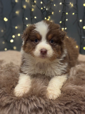 Les chiots de Berger Australien