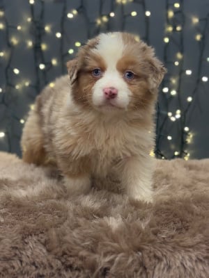 Les chiots de Berger Australien