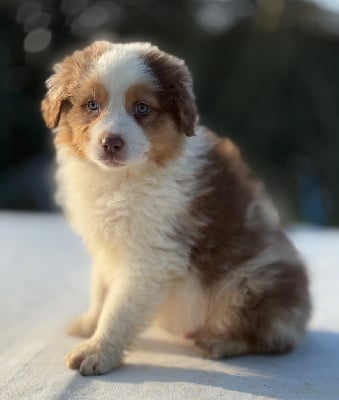 Les chiots de Berger Australien