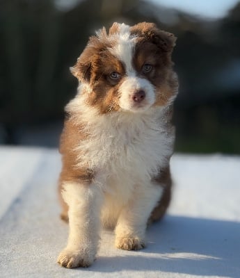 Les chiots de Berger Australien