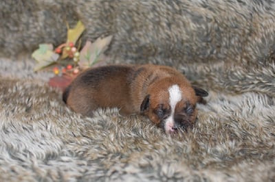 CHIOT - Staffordshire Bull Terrier