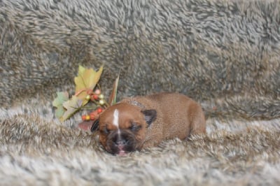 Les chiots de Staffordshire Bull Terrier