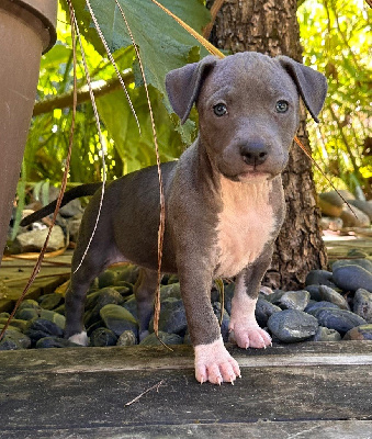 Les chiots de American Staffordshire Terrier