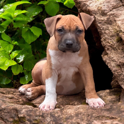 Les chiots de American Staffordshire Terrier