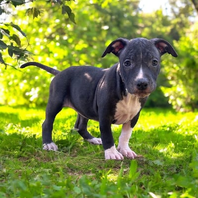 Les chiots de American Staffordshire Terrier