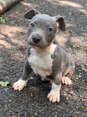 Les chiots de American Staffordshire Terrier