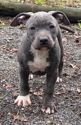 Les chiots de American Staffordshire Terrier