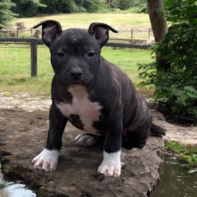 Les chiots de American Staffordshire Terrier