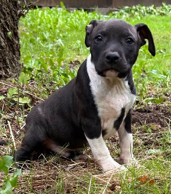 CHIOT 2 - American Staffordshire Terrier