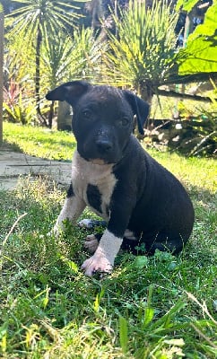 Les chiots de American Staffordshire Terrier