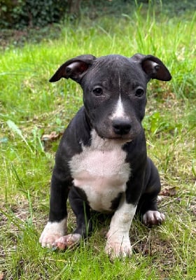 Les chiots de American Staffordshire Terrier