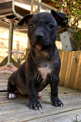 Les chiots de American Staffordshire Terrier