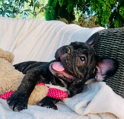 Les chiots de Bouledogue français