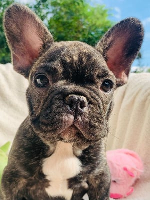 Les chiots de Bouledogue français