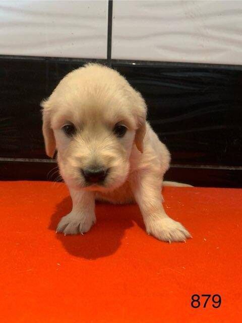 CHIOT 11 - Golden Retriever