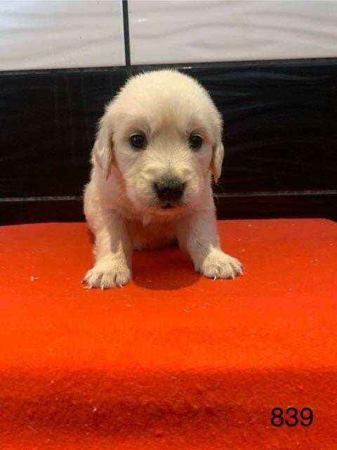 CHIOT 6 - Golden Retriever