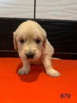 Les chiots de Golden Retriever