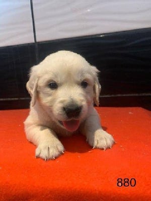 Les chiots de Golden Retriever