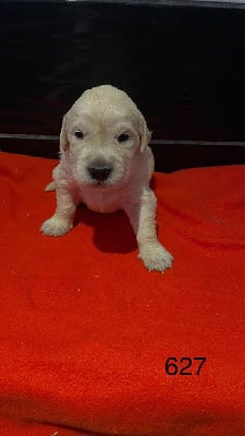 CHIOT 2 - Golden Retriever