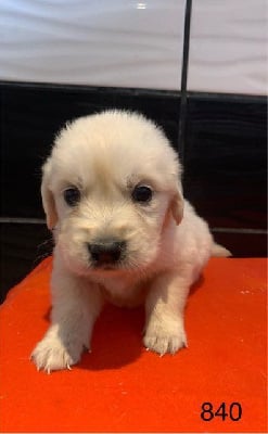 Les chiots de Golden Retriever