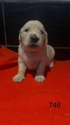 Les chiots de Golden Retriever