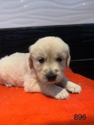 Les chiots de Golden Retriever