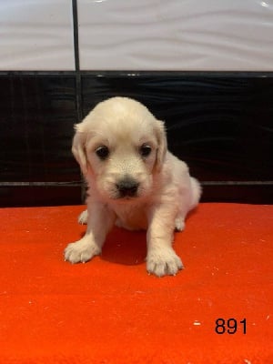 Les chiots de Golden Retriever