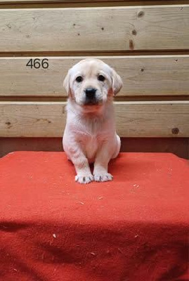 Les chiots de Labrador Retriever