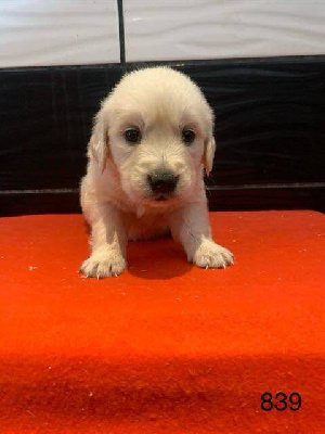 Les chiots de Golden Retriever