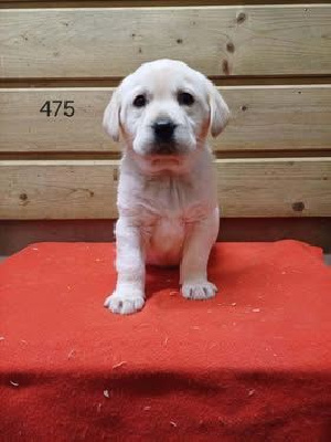 Les chiots de Labrador Retriever